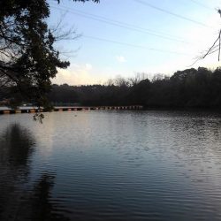 大安トラウトレイク 釣果